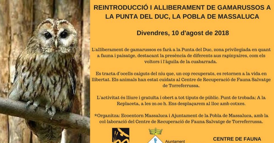 Reintroduccin y liberacin de crabos en la Punta del Duc 