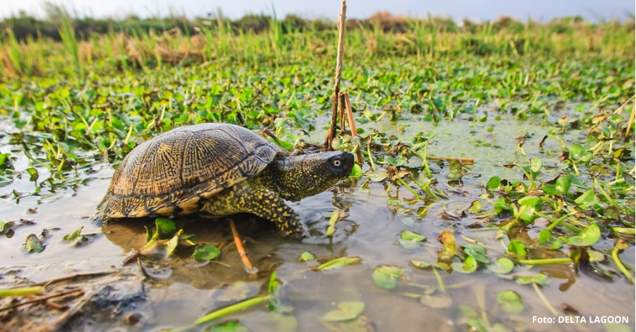 S’alliberaran 20 exemplars de tortuga d’estany a la Fundaci Plegadis | EbreActiu.cat, revista digital d’oci actiu | Terres de l’Ebre ...