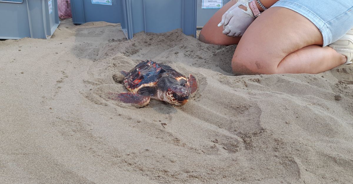 Alliberen 6 tortugues careta a la platja del Serrallo de Sant Jaume d’Enveja | EbreActiu.cat, revista digital d’oci actiu | Terres de l’Ebre ...