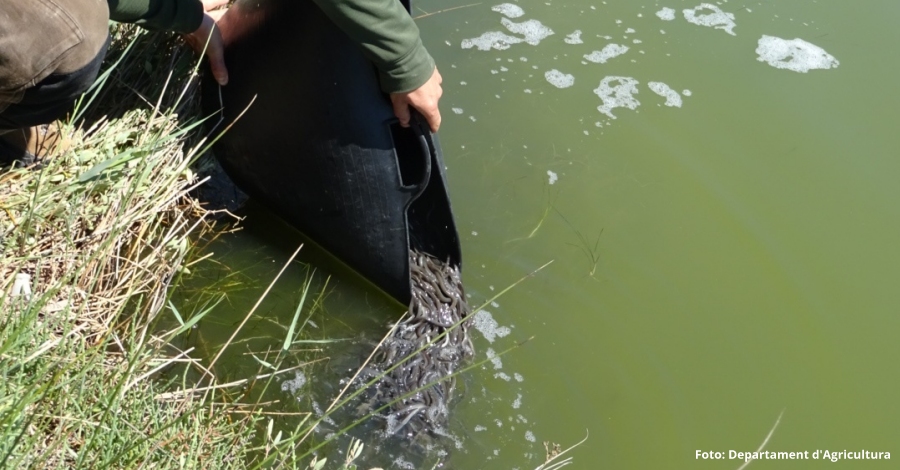 S’alliberen ms de 55.000 exemplars d’anguila a les llacunes del delta de l’Ebre | EbreActiu.cat, revista digital d’oci actiu | Terres de l’Ebre ...