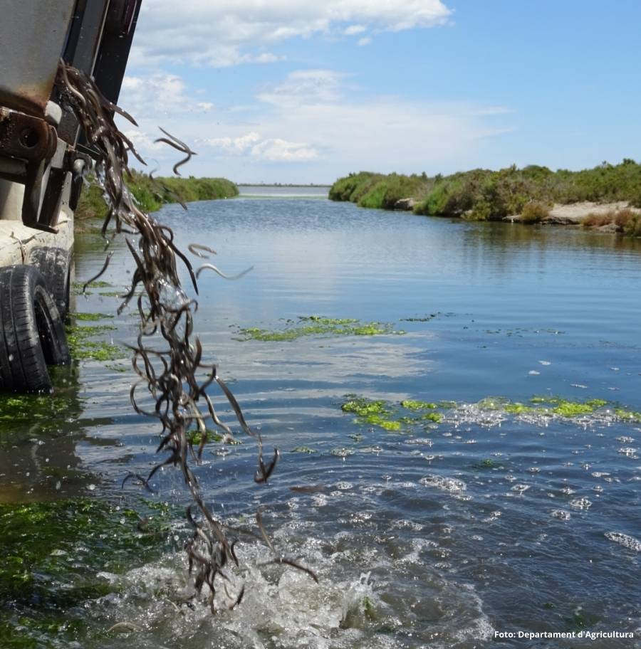 S’alliberen ms de 55.000 exemplars d’anguila a les llacunes del delta de l’Ebre | EbreActiu.cat, revista digital d’oci actiu | Terres de l’Ebre ...