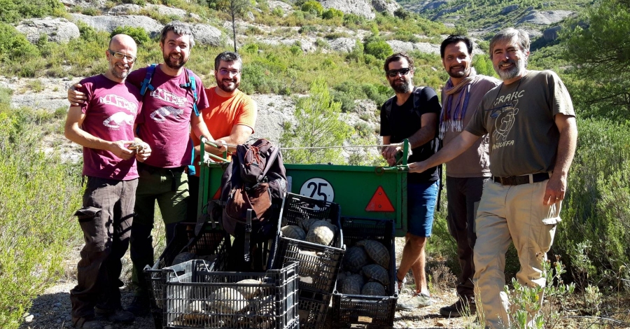 El Parc Natural de Montsant allibera un centenar de tortugues mediterrnies | EbreActiu.cat, revista digital d’oci actiu | Terres de l’Ebre ...