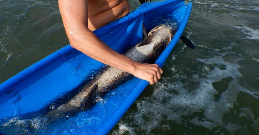 Liberados cinco ejemplares de corvina de 20 kg a mar abierto | EbreActiu.cat, revista digital de ocio activo | Terres de l’Ebre...