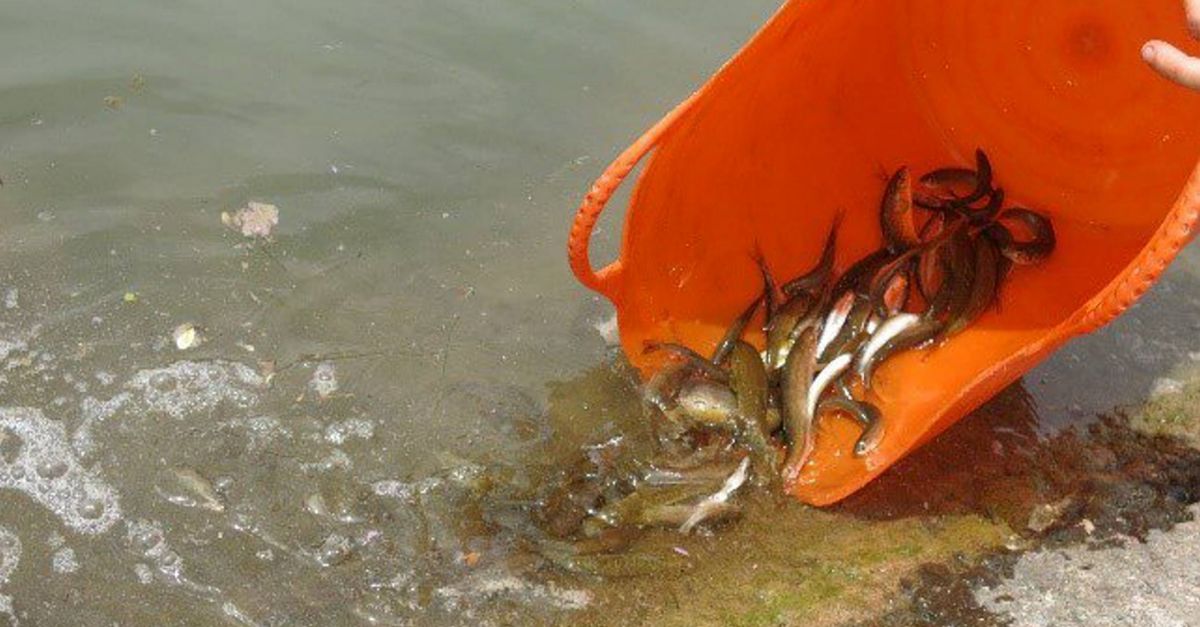 S’alliberen 8.000 exemplars de peixos autctons per recuperar les seves poblacions i fomentar la pesca sostenible d’aquestes espcies | EbreActiu.cat, revista digital d’oci actiu | Terres de l’Ebre ...