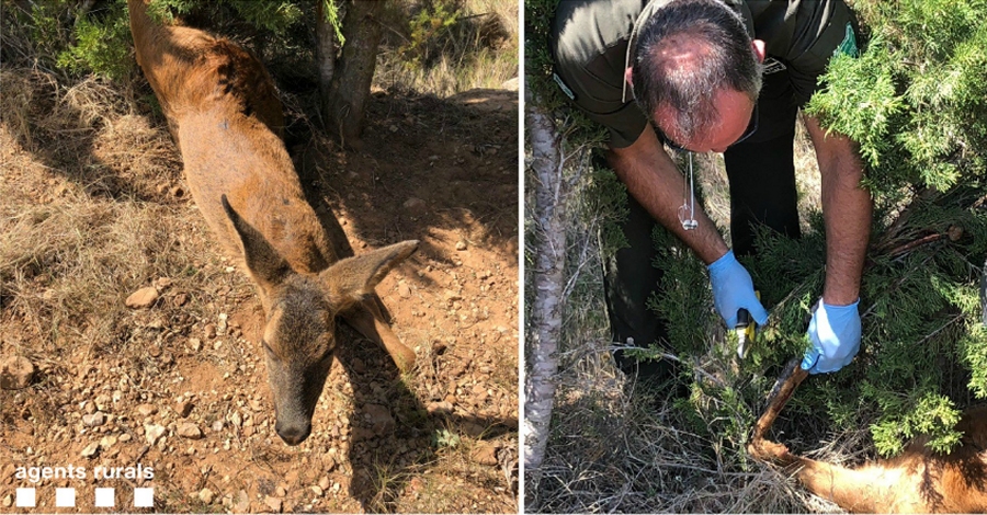 Agentes rurales liberan una hembra de corzo atrapada con un lazo en Ulldecona | EbreActiu.cat, revista digital de ocio activo | Terres de l’Ebre...