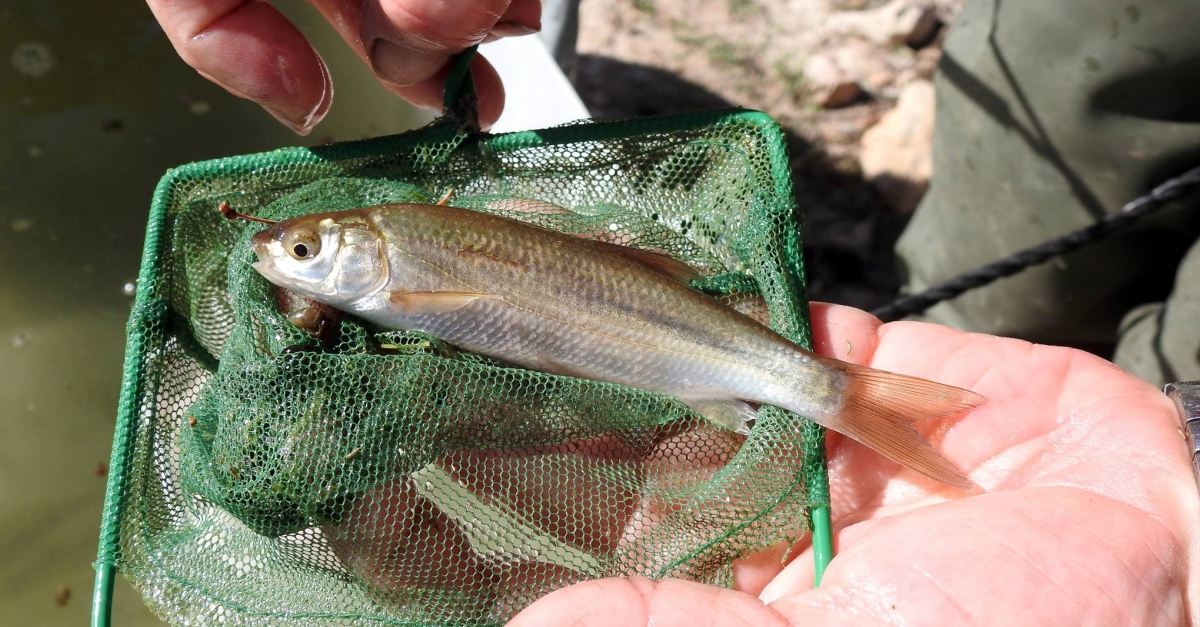 Alliberen peixos autctons a l’embassament de la Palma d’Ebre per recuperar les poblacions i fomentar la pesca sostenible | EbreActiu.cat, revista digital d’oci actiu | Terres de l’Ebre ...