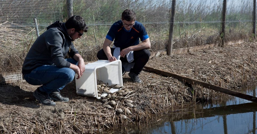 Alliberen una cinquantena de tortugues d’estany al Parc Natural del Delta de l’Ebre | EbreActiu.cat, revista digital d’oci actiu | Terres de l’Ebre ...