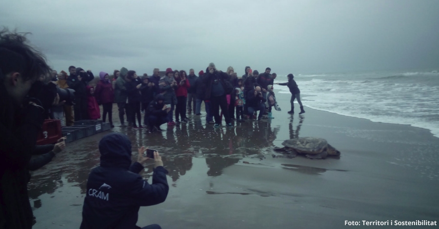 14 tortugues babaues sn alliberades a la barra del Trabucador | EbreActiu.cat, revista digital d’oci actiu | Terres de l’Ebre ...