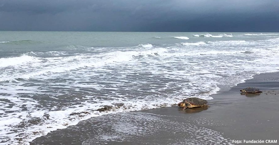 14 tortugues babaues sn alliberades a la barra del Trabucador | EbreActiu.cat, revista digital d’oci actiu | Terres de l’Ebre ...