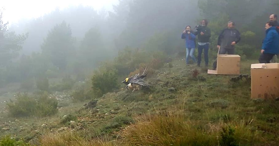 S’alliberen dos trencalossos adults a la Tinena de Benifass | EbreActiu.cat, revista digital d’oci actiu | Terres de l’Ebre ...