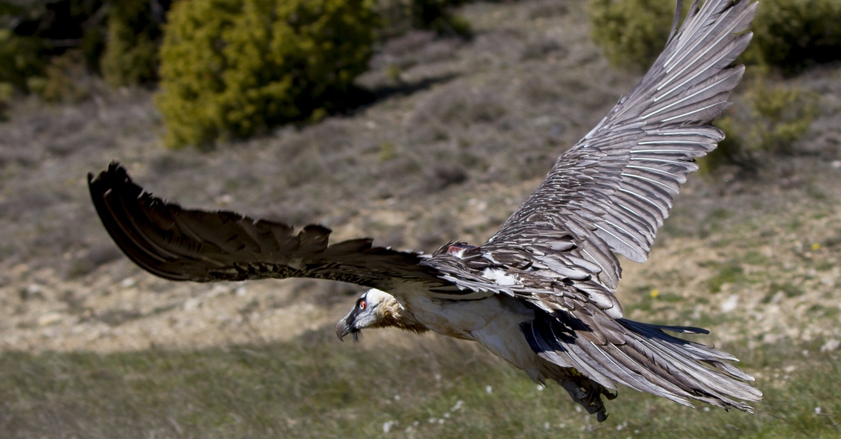 El Parc Natural de la Tinena participar del cens simultani internacional de trencals | EbreActiu.cat, revista digital d’oci actiu | Terres de l’Ebre ...