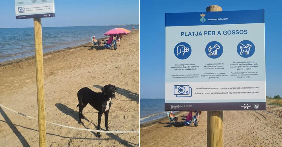 L’Ampolla habilita per primer com un tram de platja per gossos a la platja de l’Arenal | EbreActiu.cat, revista digital d’oci actiu | Terres de l’Ebre ...