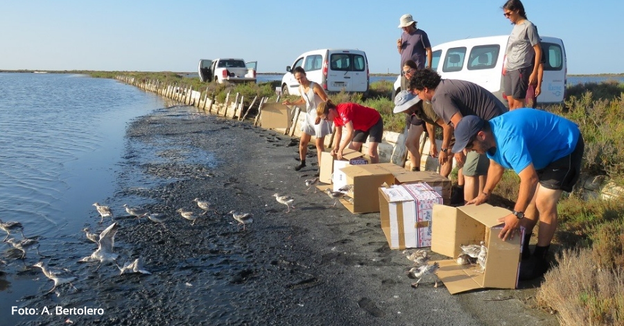 Anellament de 76 polls de gavina capblanca a la Punta de la Banya | EbreActiu.cat, revista digital d’oci actiu | Terres de l’Ebre ...