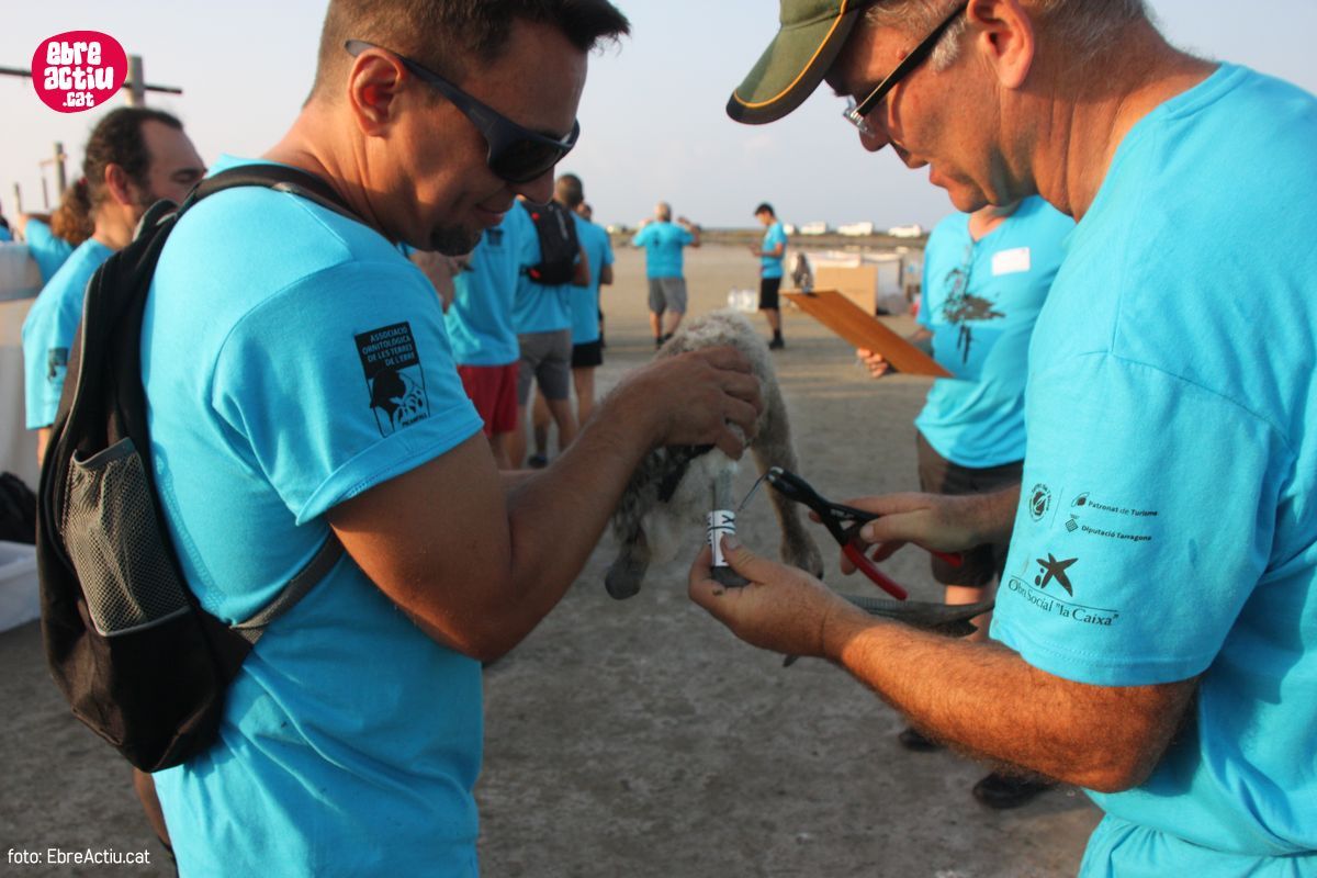 Realitzada per onzena vegada l’anellament de flamencs al delta de l’Ebre | EbreActiu.cat, revista digital d’oci actiu | Terres de l’Ebre ...