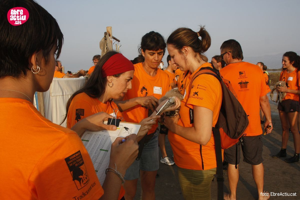 Realitzada per onzena vegada l’anellament de flamencs al delta de l’Ebre | EbreActiu.cat, revista digital d’oci actiu | Terres de l’Ebre ...