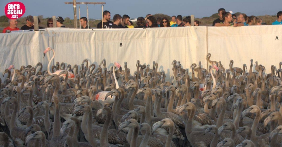 Cens de la colnia reproductora de flamenc al Parc Natural del Delta de l’Ebre | EbreActiu.cat, revista digital d’oci actiu | Terres de l’Ebre ...