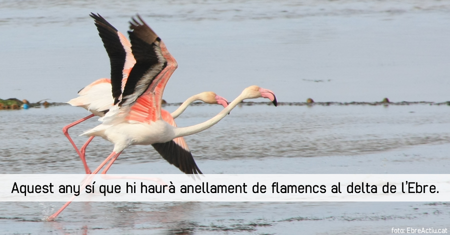 Aquest any s que hi haur anellament de flamencs al delta de l’Ebre | EbreActiu.cat, revista digital d’oci actiu | Terres de l’Ebre ...