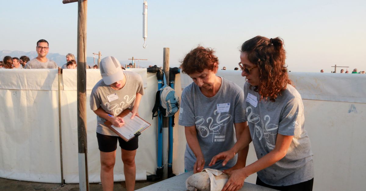 Ms de 200 voluntaris anellen 400 polls de flamenc del Parc Natural del Delta de l’Ebre per fer-ne seguiment | EbreActiu.cat, revista digital d’oci actiu | Terres de l’Ebre ...