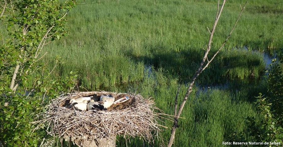 La Reserva Natural de Sebes anilla los polluelos de cigea blanca nacidos este ao | EbreActiu.cat, revista digital de ocio activo | Terres de l’Ebre...