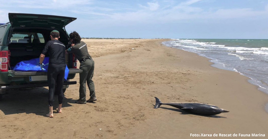 Apareix un dof mort a la platja del Serrallo de Sant Jaume d’Enveja | EbreActiu.cat, revista digital d’oci actiu | Terres de l’Ebre ...