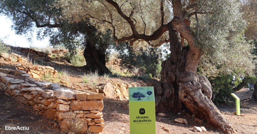 Aprobada la Ley de proteccin de los olivos monumentales | EbreActiu.cat, revista digital de ocio activo | Terres de l’Ebre...