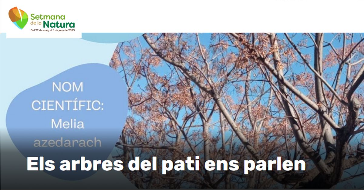 Setmana de la Natura: Els arbres del pati ens parlen