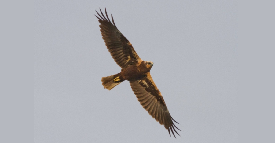 L’arpella comuna torna a criar al Parc Natural del Delta de l’Ebre desprs de 40 anys | EbreActiu.cat, revista digital d’oci actiu | Terres de l’Ebre ...