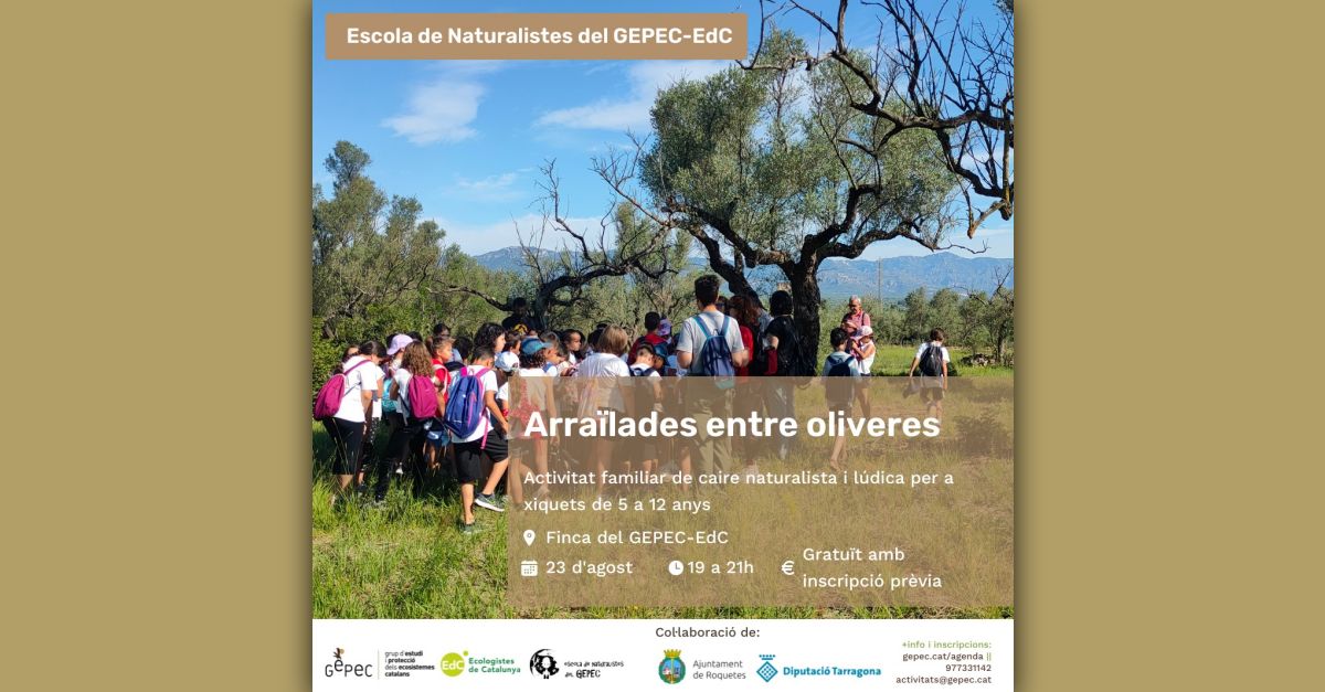 Arralades entre oliveres