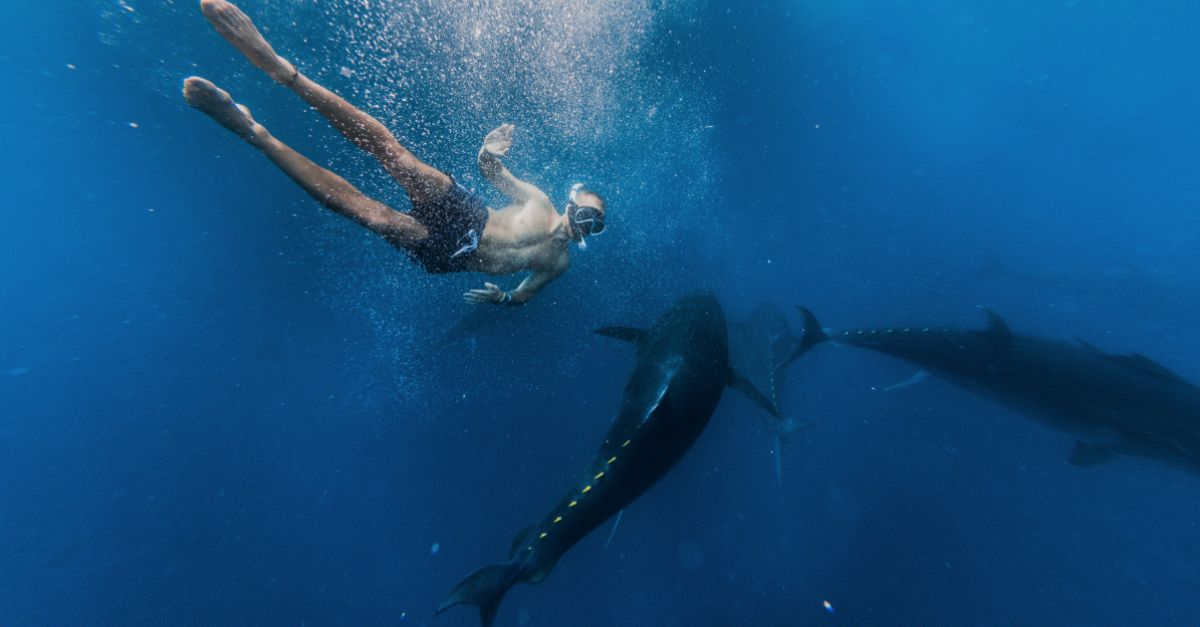 Arranca la 12a temporada de Tuna Tur a l’Ametlla de Mar | EbreActiu.cat, revista digital d’oci actiu | Terres de l’Ebre ...