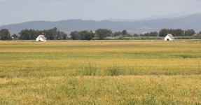 Montsi: Arroz Km 0