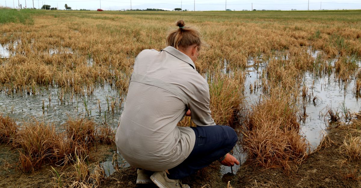 La salinitat per falta d’aigua mata l’arrs a l’hemidelta dret mentre el caragol maana es descontrola a l’esquerre | EbreActiu.cat, revista digital d’oci actiu | Terres de l’Ebre ...