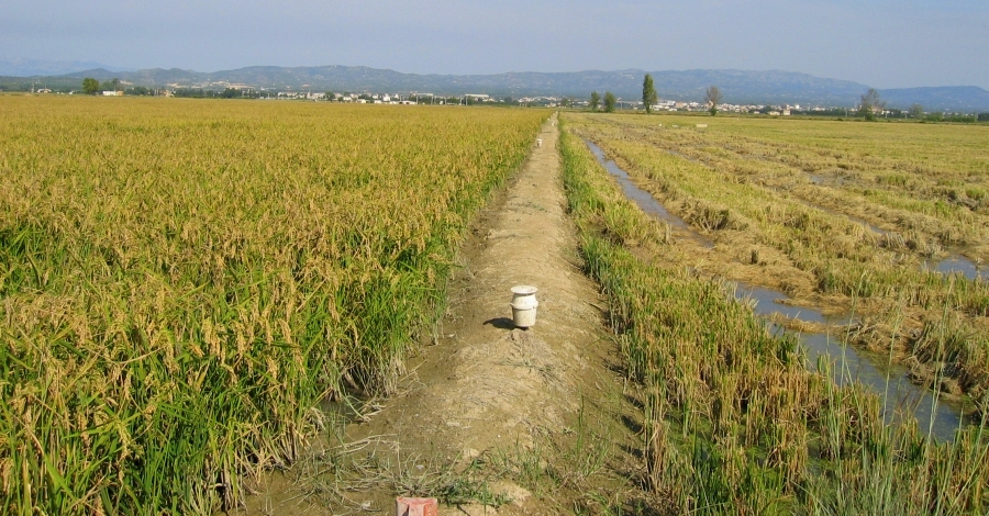 La Diputaci de Tarragona destina 150.000 euros a la lluita contra el mosquit i la mosca negra | EbreActiu.cat, revista digital d’oci actiu | Terres de l’Ebre ...