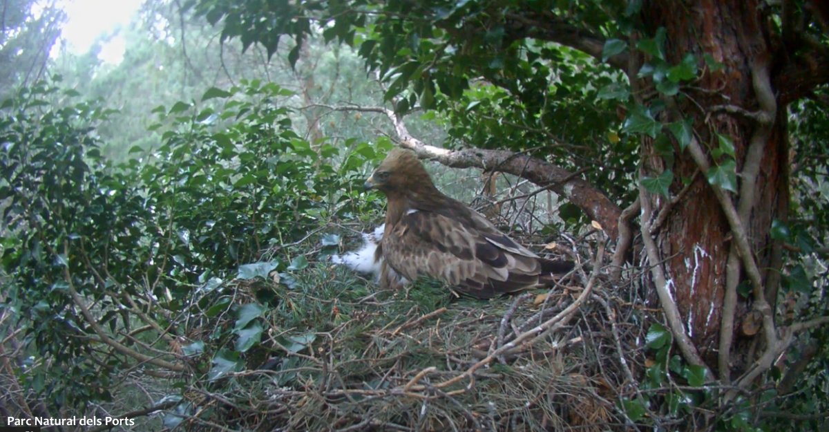 Un azor captura el polluelo de guila calzada | EbreActiu.cat, revista digital de ocio activo | Terres de l’Ebre...