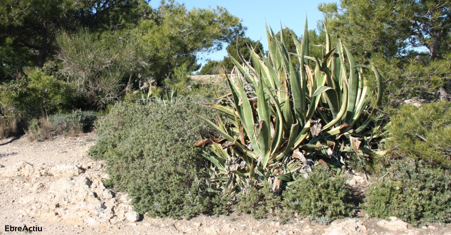 L’atzavara, una espcie invasora | EbreActiu.cat, revista digital d’oci actiu | Terres de l’Ebre ...