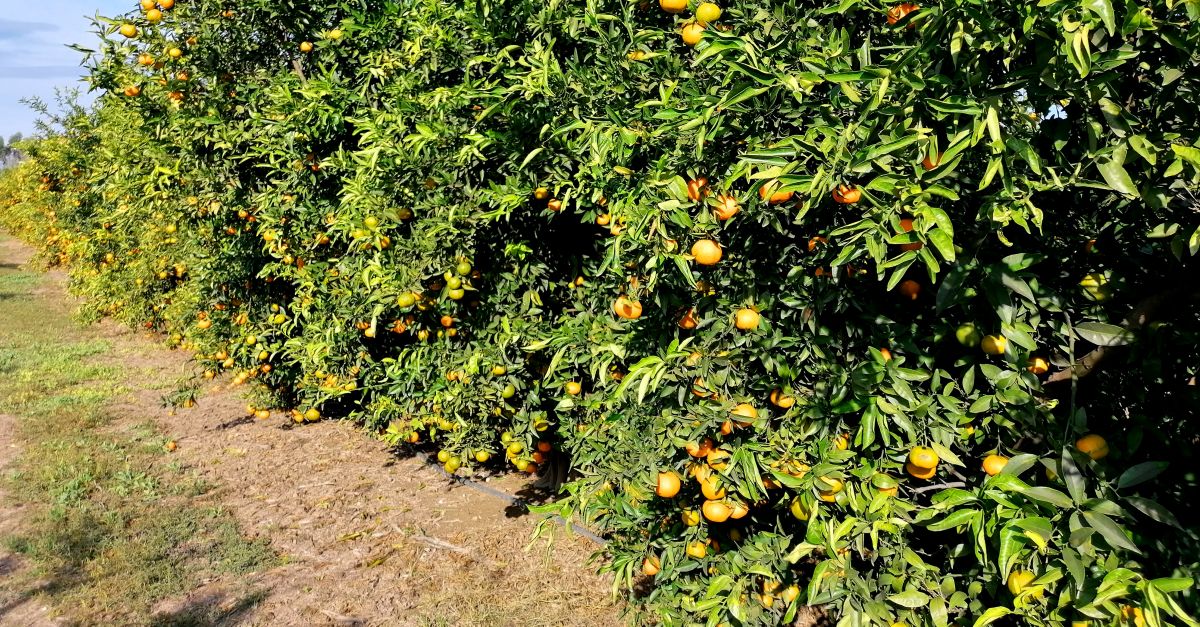 Augmenta un 20% la collita de clementines i mandarines | EbreActiu.cat, revista digital d’oci actiu | Terres de l’Ebre ...