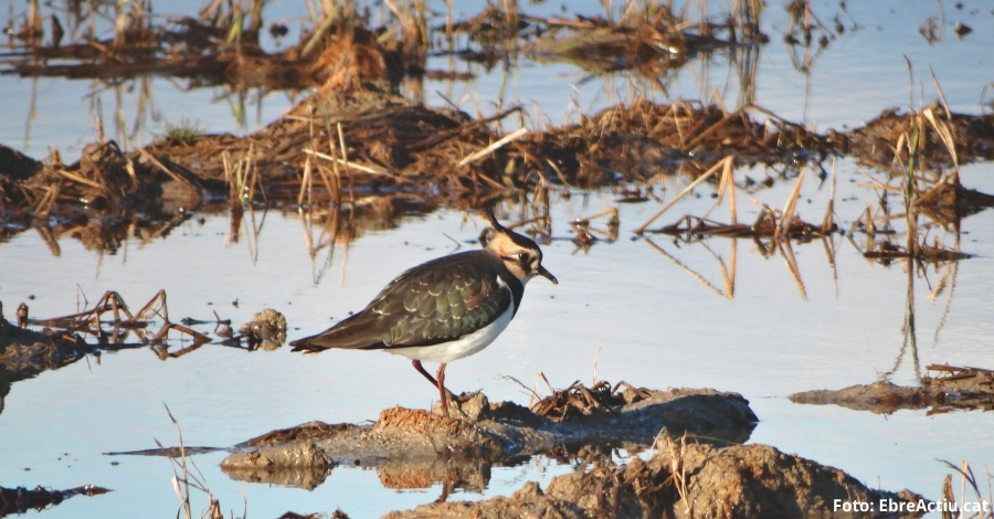 La poblaci d’ocells aqutics al Parc Natural del Delta de l’Ebre arriba als 257.000 exemplars aquest hivern | EbreActiu.cat, revista digital d’oci actiu | Terres de l’Ebre ...