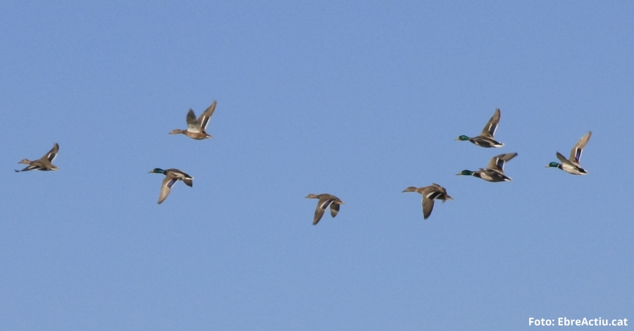 La poblaci d’ocells aqutics al Parc Natural del Delta de l’Ebre arriba als 257.000 exemplars aquest hivern | EbreActiu.cat, revista digital d’oci actiu | Terres de l’Ebre ...