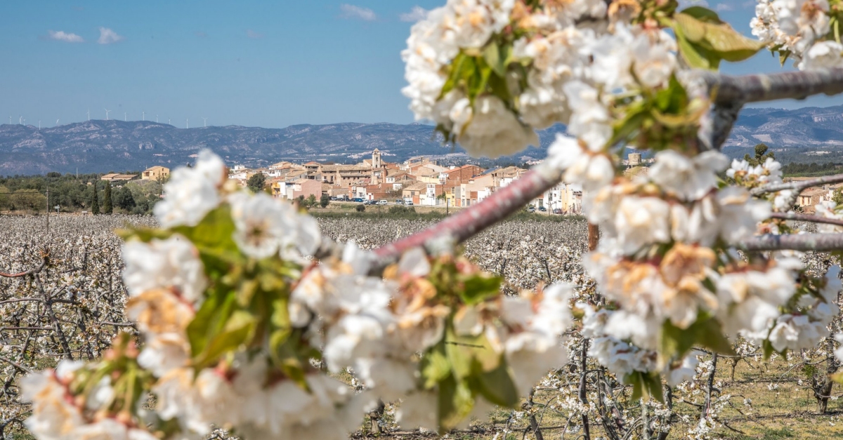 Augmenten els visitants per contemplar els camps de floraci dels arbres fruiters de la Ribera d’Ebre | EbreActiu.cat, revista digital d’oci actiu | Terres de l’Ebre ...