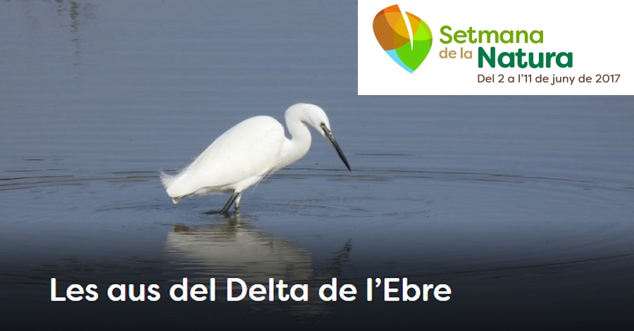 Les aus del Delta de lEbre