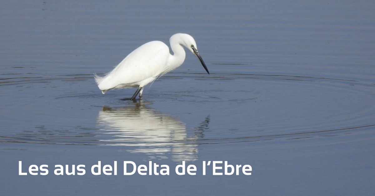 Sortida diniciaci ornitolgica al Delta de lEbre