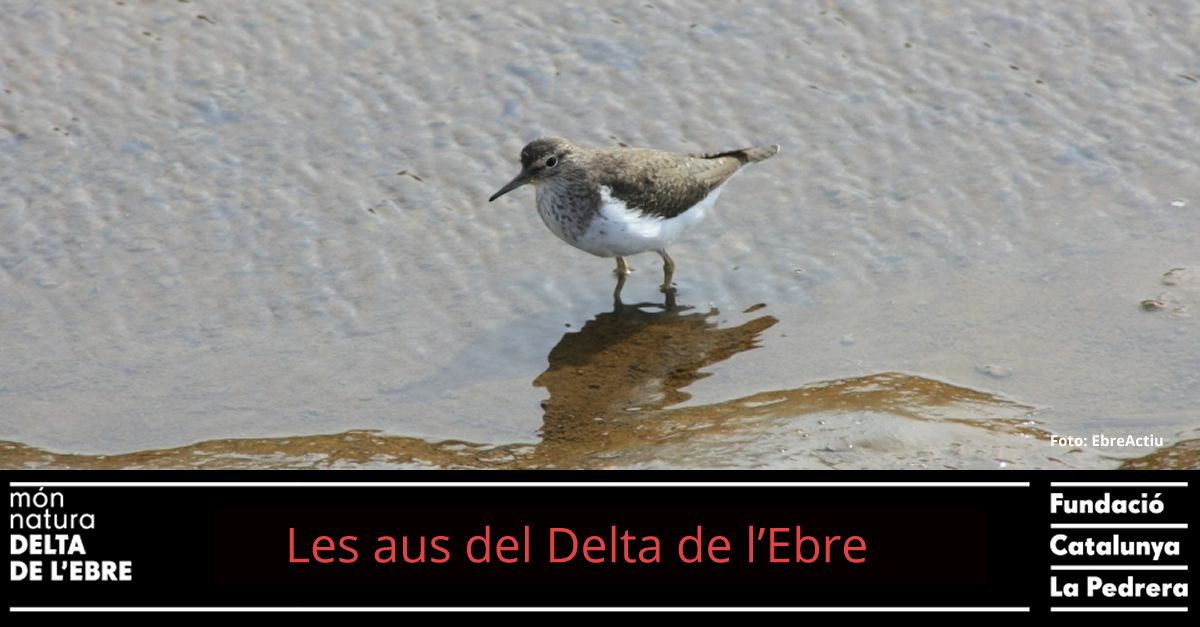 Las aves del Delta del Ebro - Especial Semana Santa 