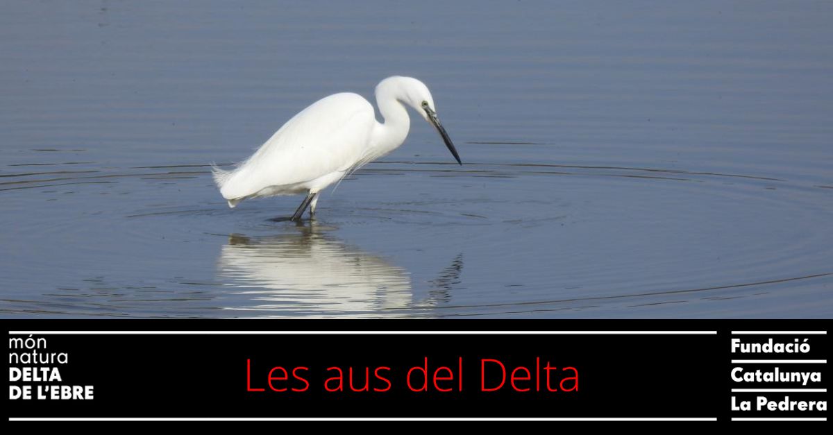 Les aus del Delta de lEbre. Sortida diniciaci ornitolgica al Delta de lEbre