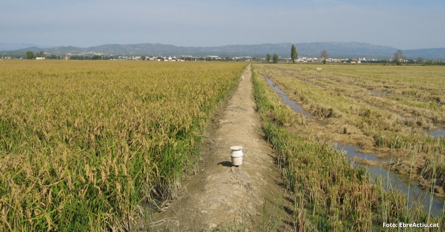 Autoritzen l’s excepcional de productes fitosanitaris per combatre les plagues que afecten el cultiu de l’arrs | EbreActiu.cat, revista digital d’oci actiu | Terres de l’Ebre ...