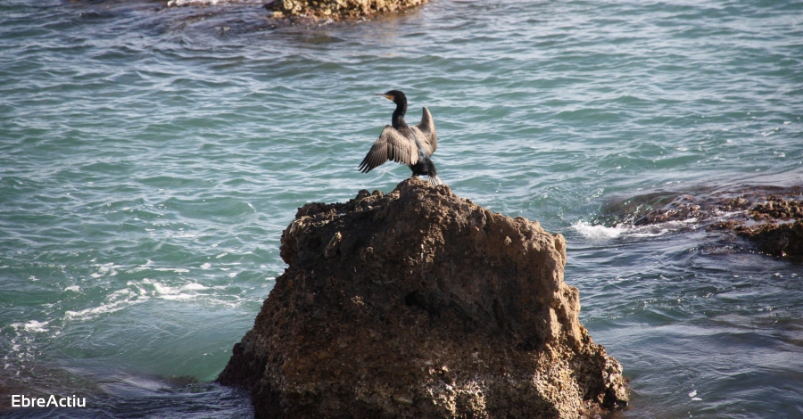 Avui se celebra el Dia Mundial dels Oceans | EbreActiu.cat, revista digital d’oci actiu | Terres de l’Ebre ...