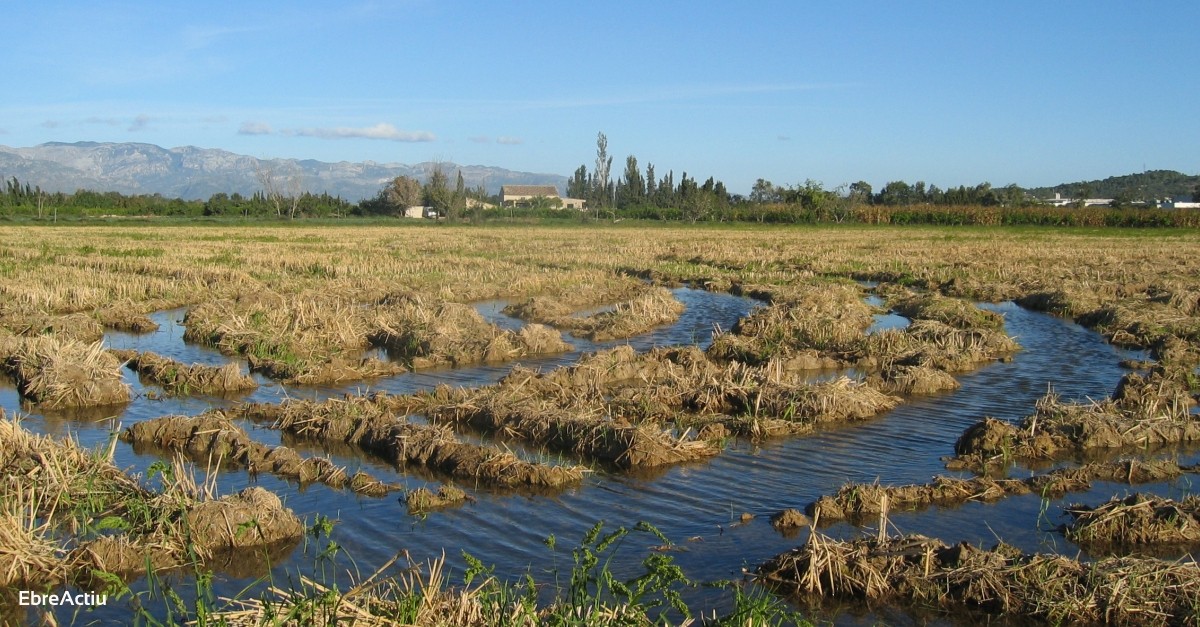 Uni de Pagesos calcula que la collita d’arrs a l’Ebre s’ha redut fins a un 20% aquesta campanya respecte d’una normal | EbreActiu.cat, revista digital d’oci actiu | Terres de l’Ebre ...