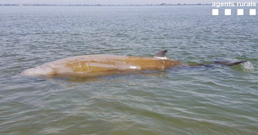 Alliberen una balena varada a pocs metres de la barra del Trabucador | EbreActiu.cat, revista digital d’oci actiu | Terres de l’Ebre ...