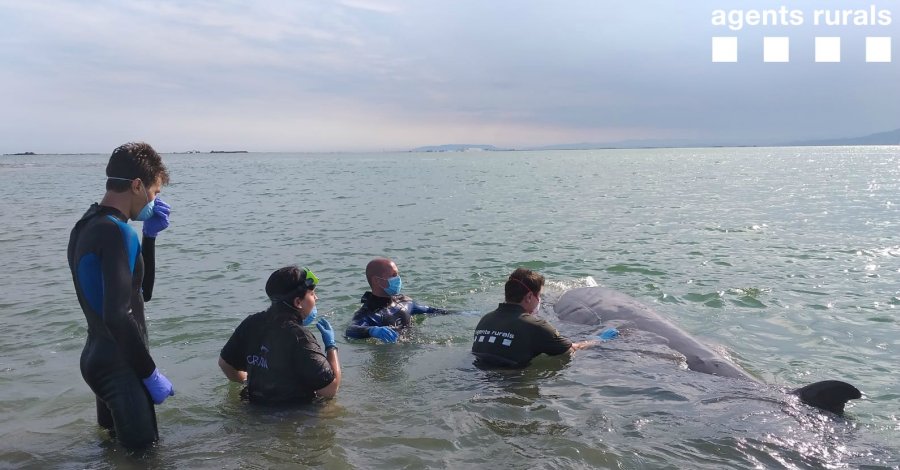 Alliberen una balena varada a pocs metres de la barra del Trabucador | EbreActiu.cat, revista digital d’oci actiu | Terres de l’Ebre ...