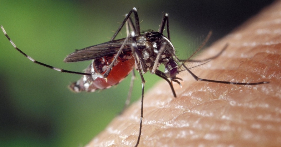 Benicarl pone en marcha la campaa contra el mosquito tigre | EbreActiu.cat, revista digital de ocio activo | Terres de l’Ebre...