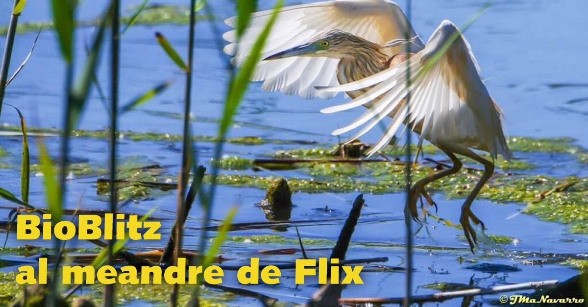 BioBlitz al meandro de Flix