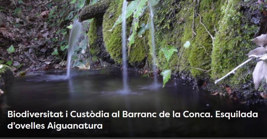 Setmana de la Natura. Biodiversitat i Custdia al Barranc de la Conca. Esquilada dovelles Aiguanatura